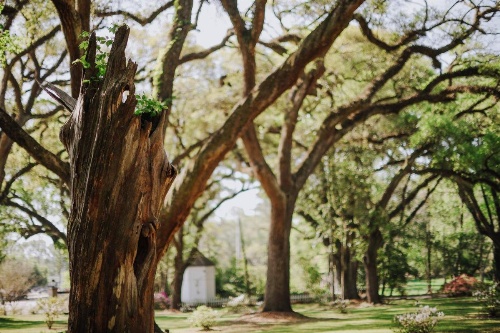 The Myrtles image 35